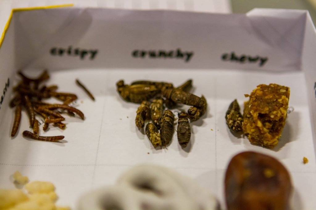 Image of box containing edible insects with the words crispy, crunchy, and chewy written on the box.